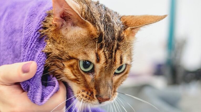 Best Anti-Flea Shampoo for Cats