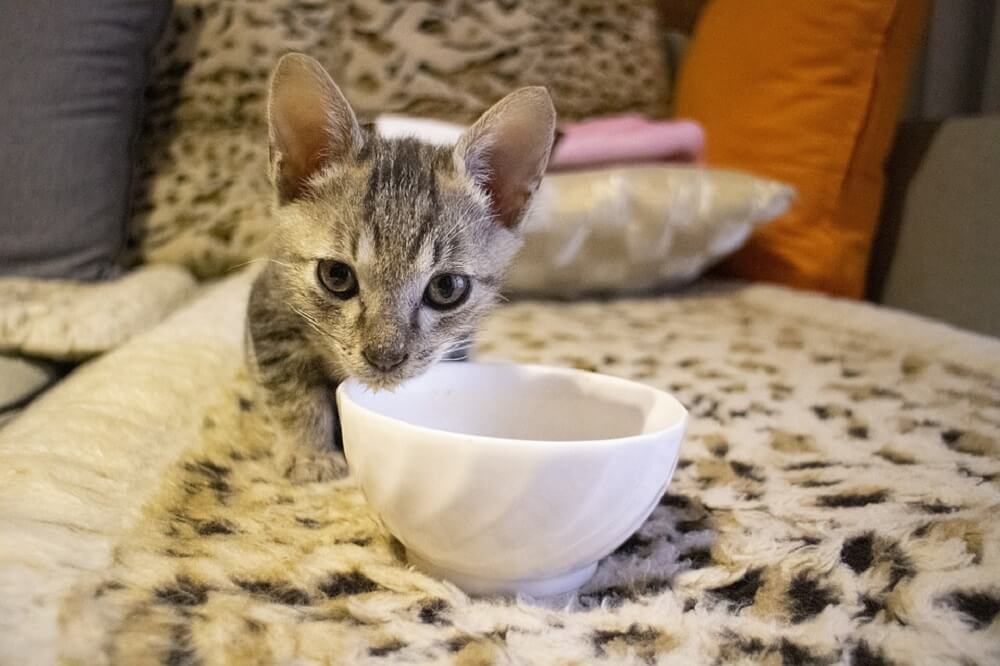 Best Cat Food for Gassy Kittens