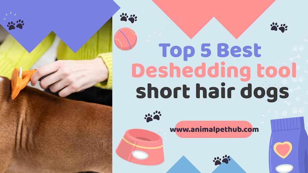 Best Deshedding Tool for Short Hair Dogs