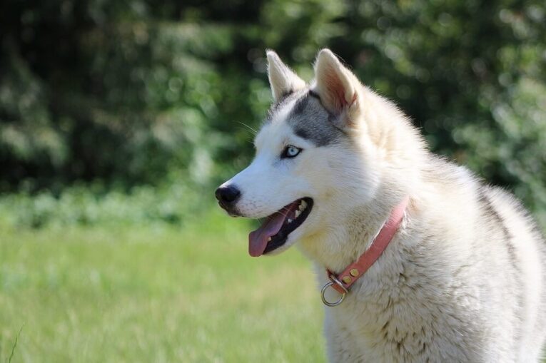 Best Deshedding Tool for Siberian Husky