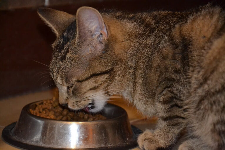 Best Dry Cat Food for Indoor Cats with Sensitive Stomachs