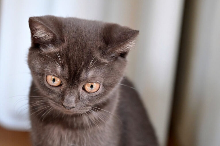 Best Dry Food for British Shorthair Kitten