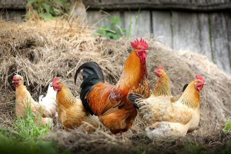 Best Feed for Country Chicken