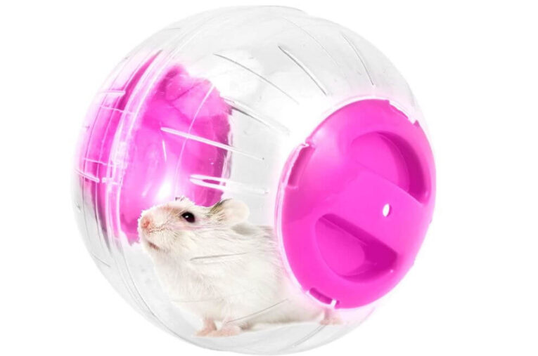 Best Hamster Exercise Ball