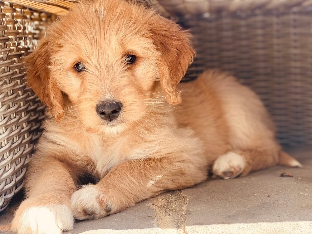 Best Puppy Shampoo for Goldendoodle