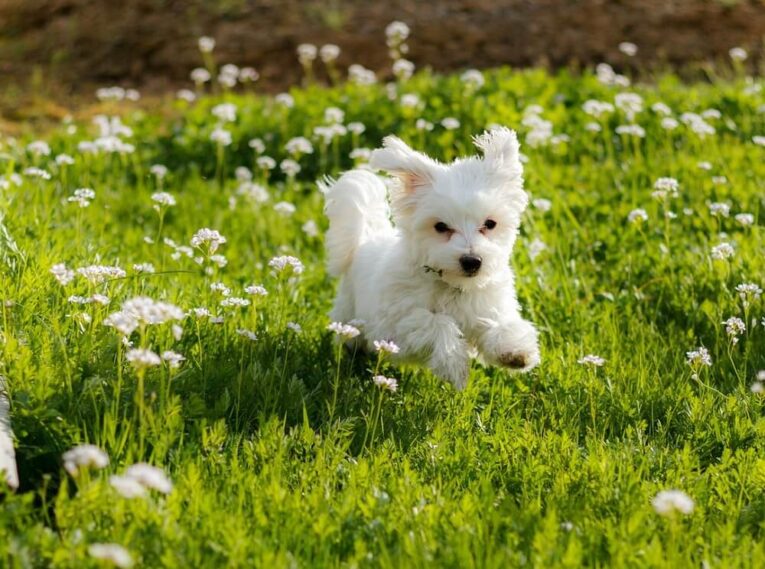 Best Shampoo and Conditioner for Maltese Puppy