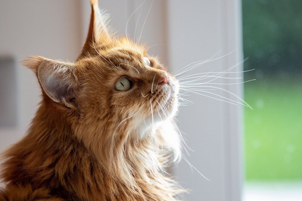 Best Shampoo for Maine Coon Cats