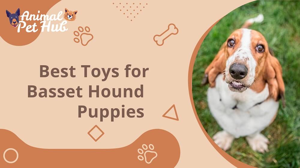 Best Toys for Basset Hound Puppies