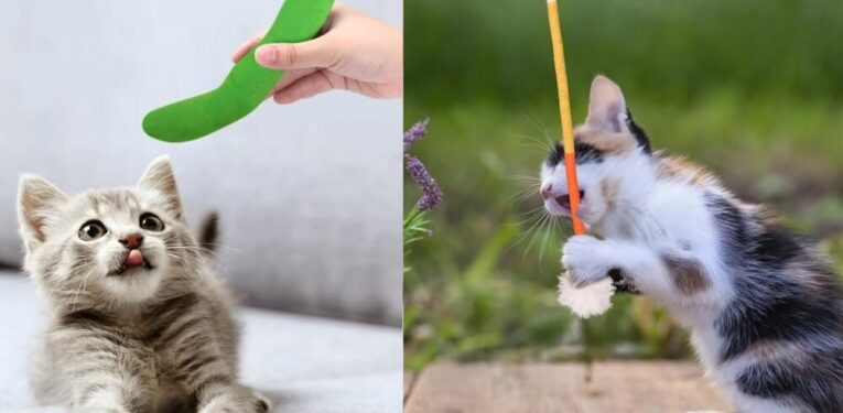 Best Toys for Cats That Like to Chew