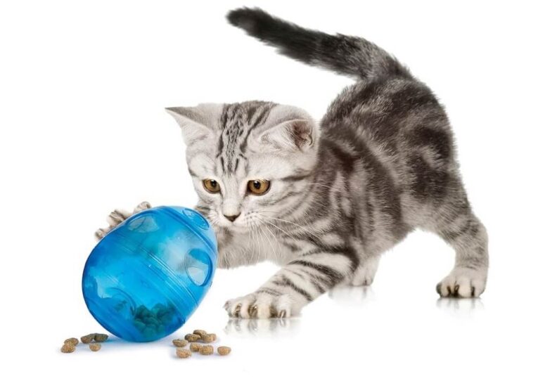 Best Treat Dispensing Toys for Cats