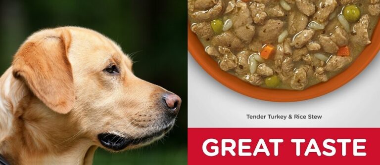 Best Wet Dog Food for Sensitive Stomachs