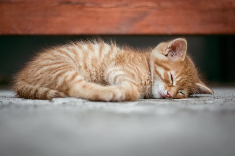 How to Make a Kitten Sleep Instantly