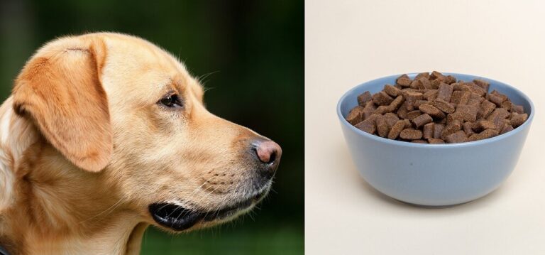 best natural dog food for sensitive stomachs