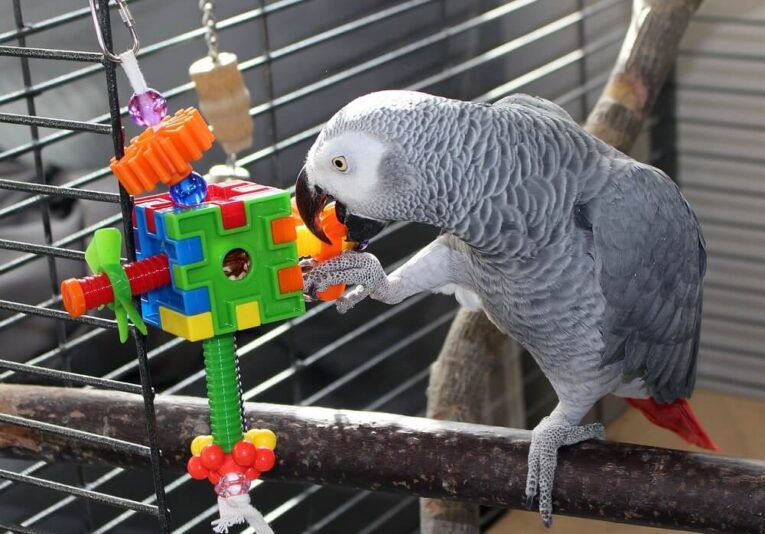 Best African Grey Parrot Toys