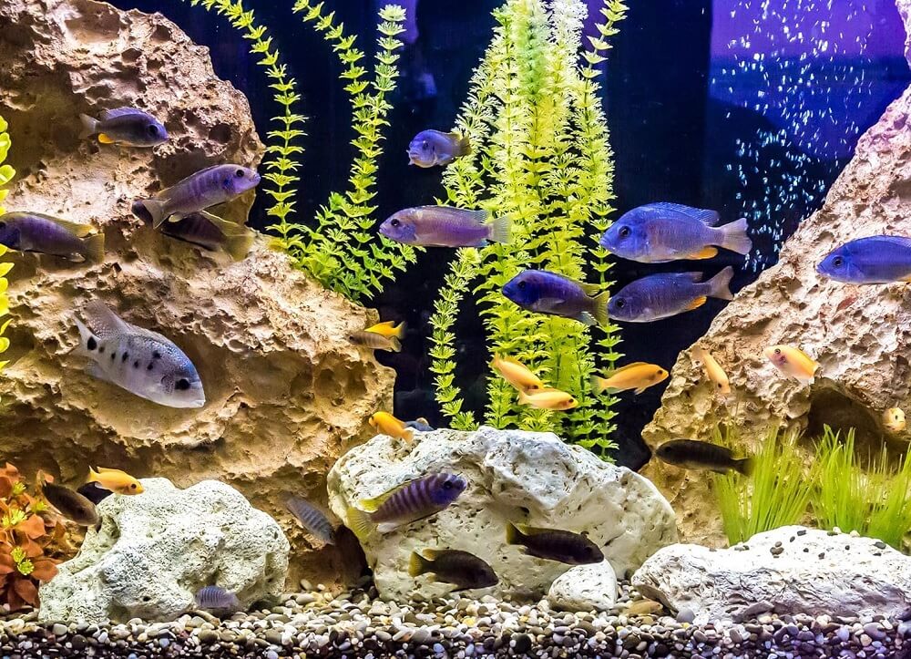 Best Anti Chlorine for Aquarium