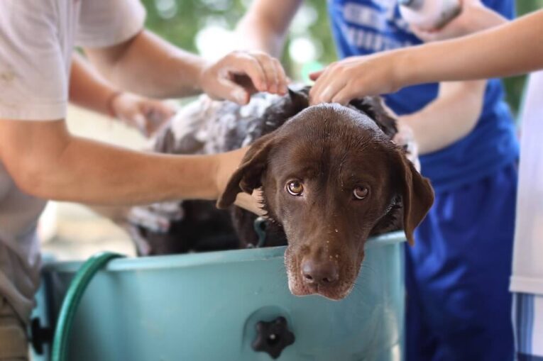 Best Antibacterial and Antifungal Dog Shampoo