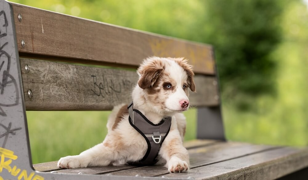 Best Australian Shepherd Harness