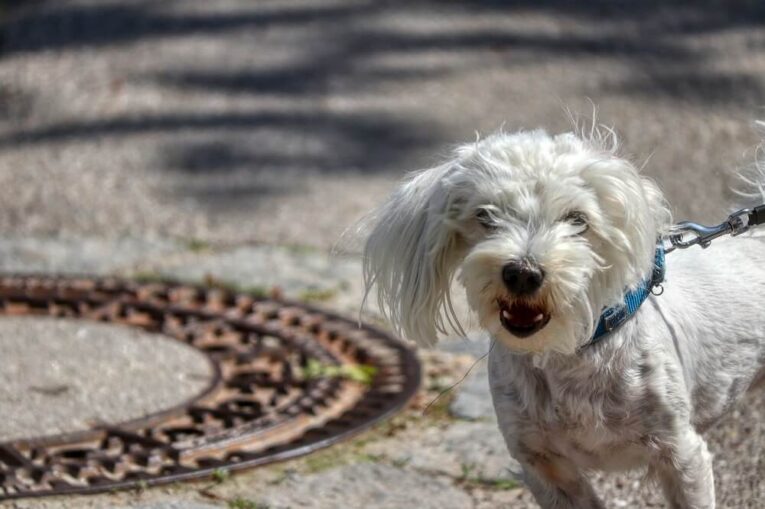 Best Bark Control for Small Dogs