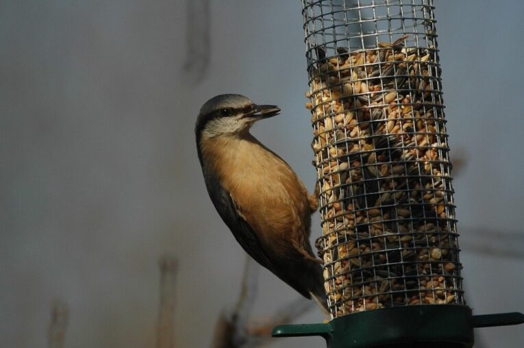 Best Bird Feeder for Suet Pellets