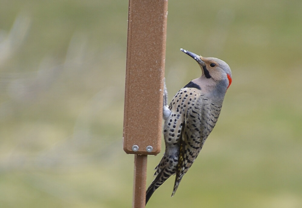 Best Bird Feeders for Flickers