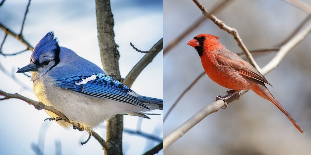 Best Bird Seed for Cardinals and Bluejays