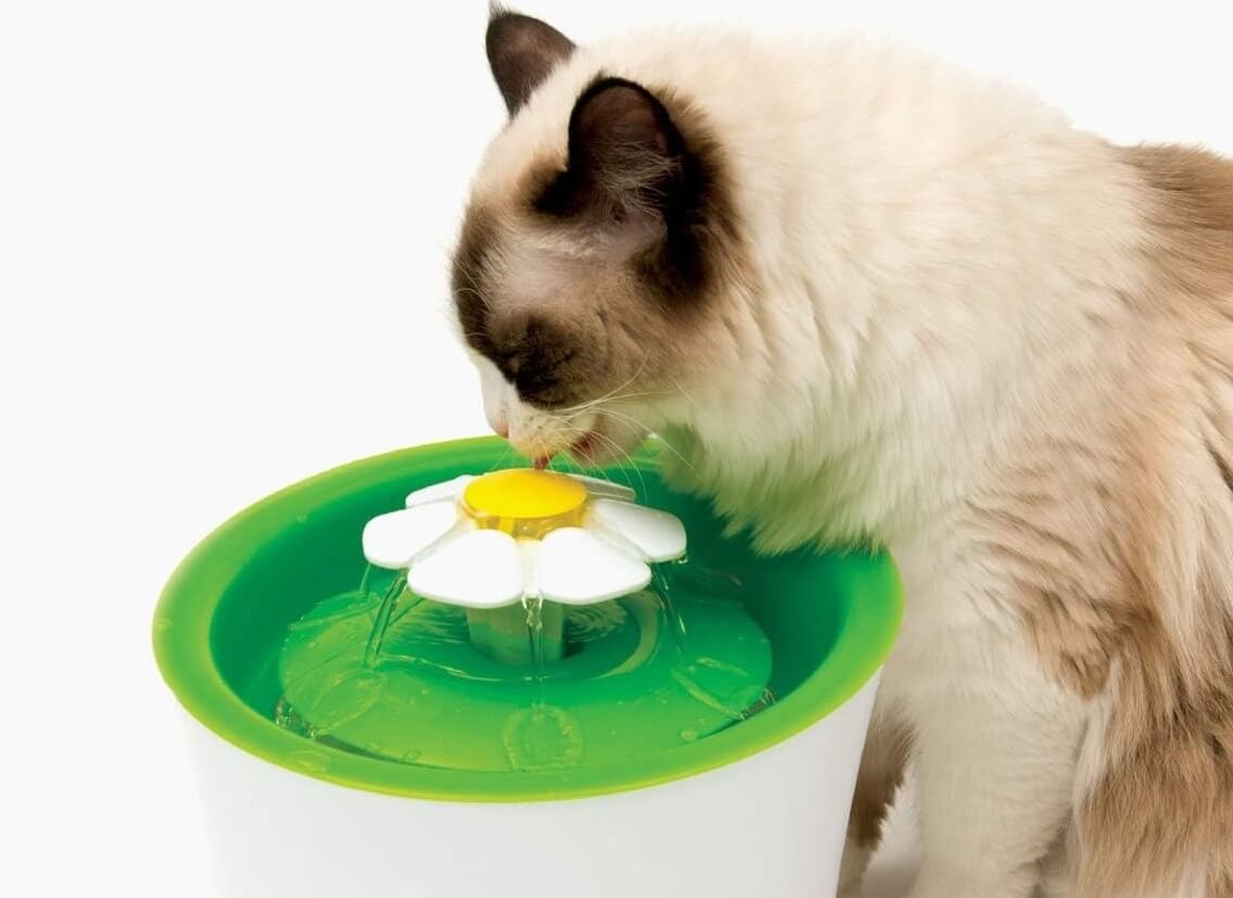 Best Cordless Cat Water Fountain