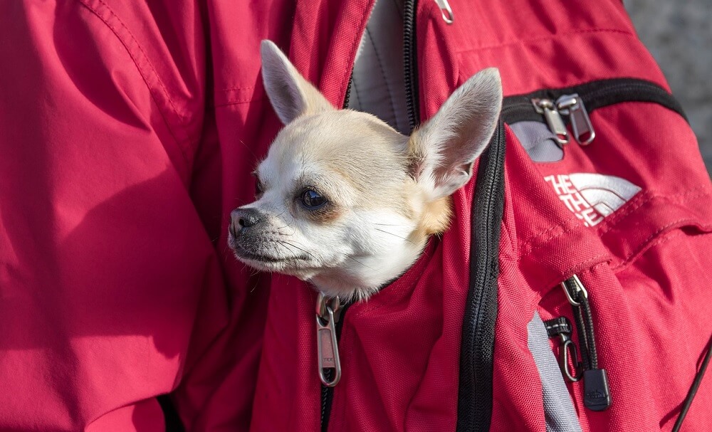 Best Dog Carrier Backpack for Biking