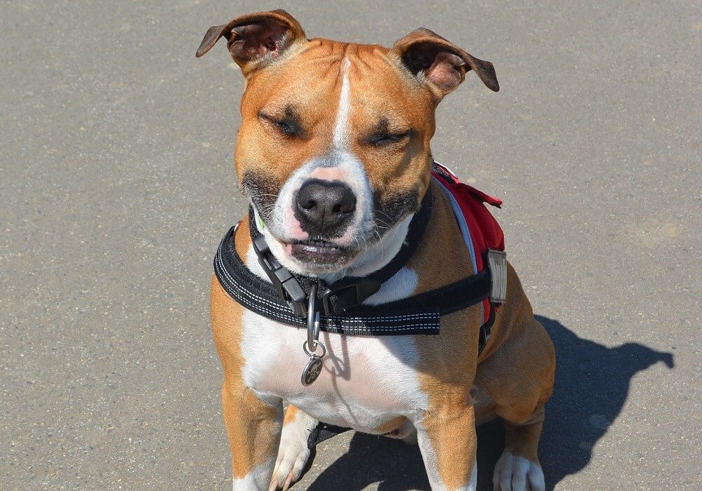 Best Dog Harness for a Staffy