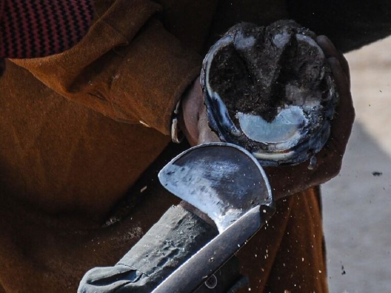 Best Farrier Hoof Knife for Horses