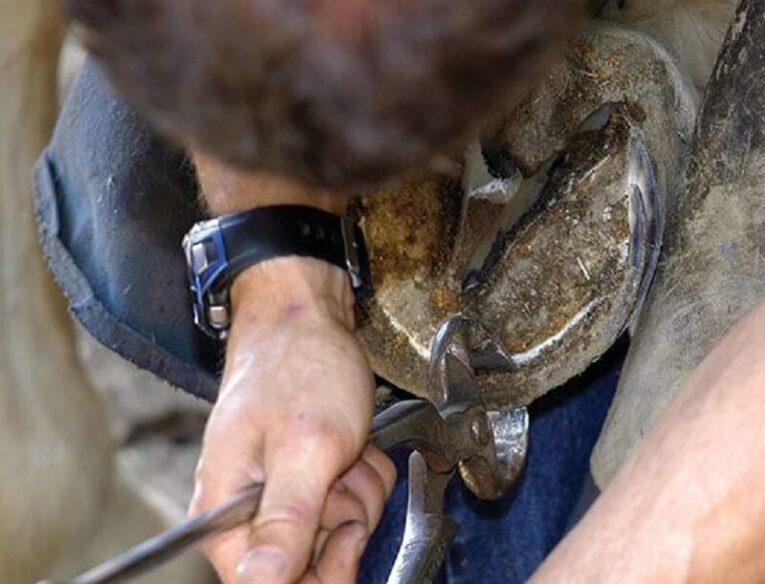 Best Farrier Hoof Nippers