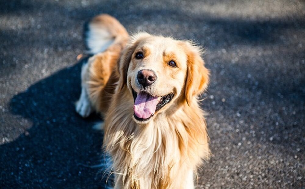 Best Hip and Joint Supplement for Golden Retrievers