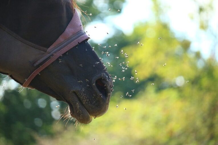 Best Horse Fly Spray for Midges