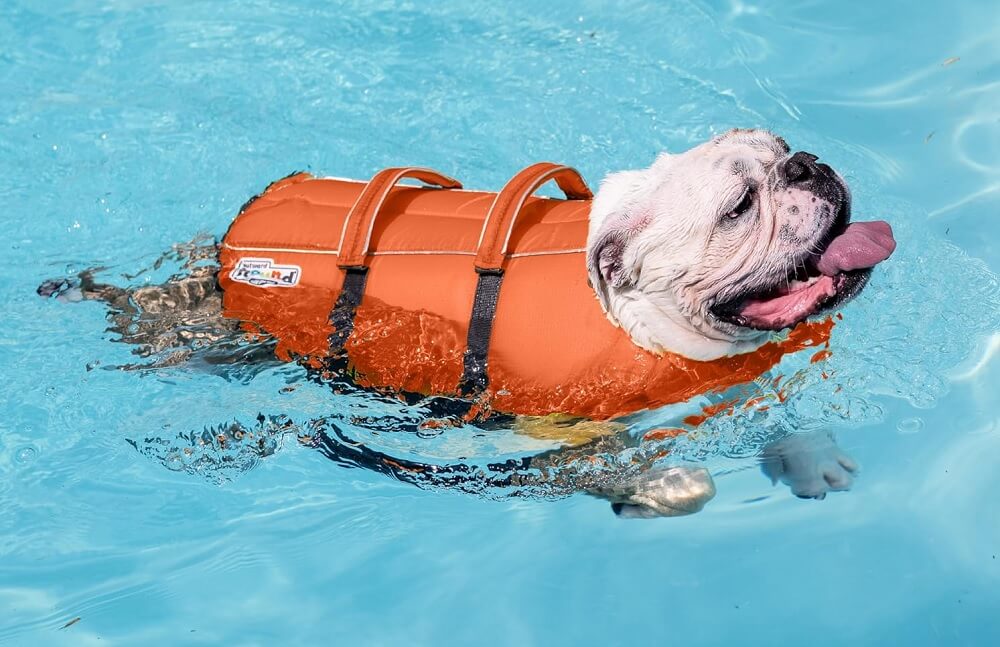 Best Life Jackets for English Bulldogs