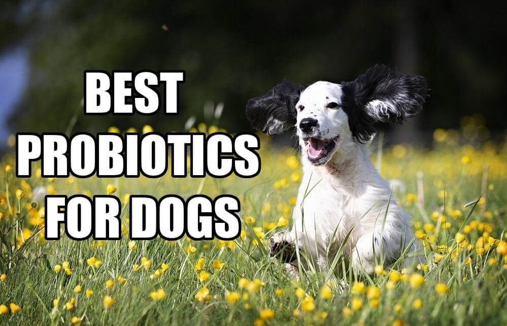 Best Probiotics for Dogs with Allergies and Yeast