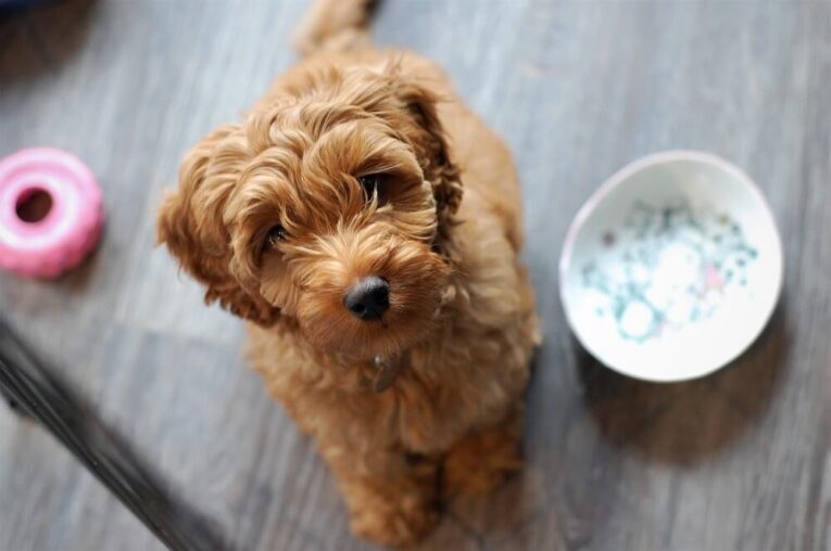 Best Shampoo for Australian Labradoodle Puppy