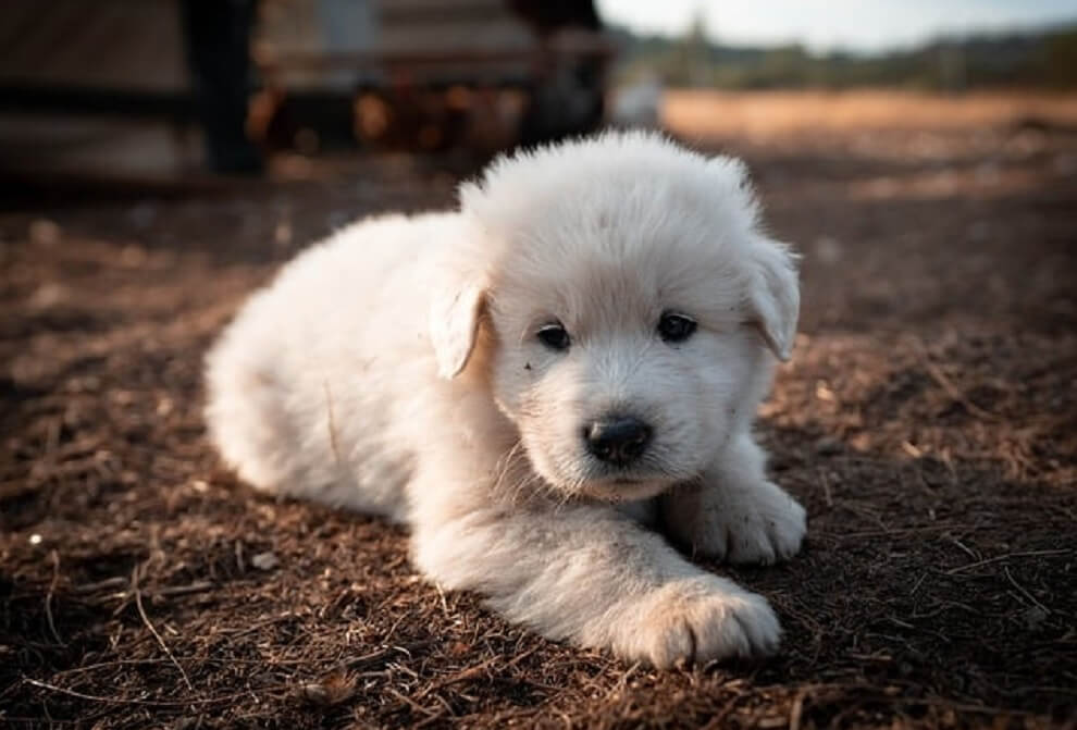 Best Shampoo for Great Pyrenees Puppy