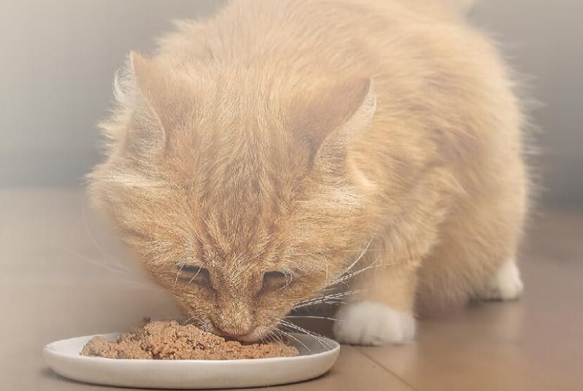 Best Wet Cat Food for Hypercalcemia