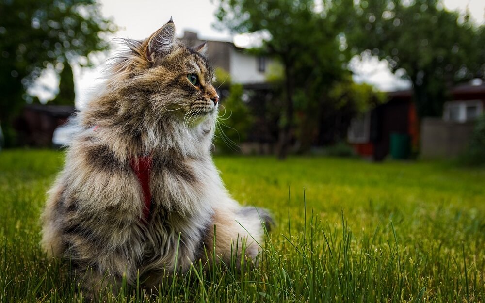 Siberian Cat Health Issues