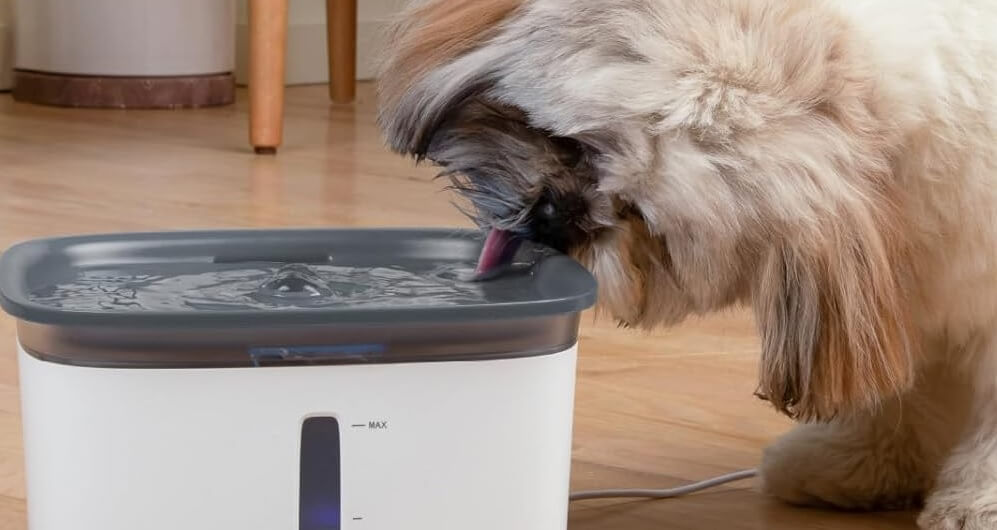 Top Rated Water Fountains for Dogs