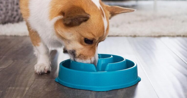 Best Slow Feeder Dog Bowl for Wet Food